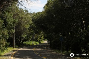 Parque Forestal de Monsanto: Flora y Fauna en la capital de Portugal