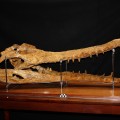 Imagen de un cráneo de crocodilo "gigante" de cerca de 15 milliones de años, cedida por el Museo Geológico a sieteLisboas.