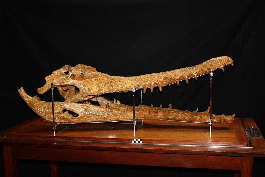 Imagen de un cráneo de crocodilo "gigante" de cerca de 15 milliones de años, cedida por el Museo Geológico a sieteLisboas.