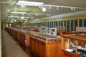 Imagen de la Sala de Paleontología y Estratigrafía del Museo Geológico, cedida a sieteLisboas.