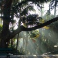 Fotografía del Jardín Botánico, tomada por José Cardoso, cedidad por el MUHNAC a sieteLisboas.