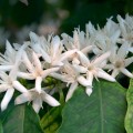 Imagen de cafetos (Coffea arabica) en plena floración en la 'Estufa do Café', cedida por el 'Jardim Botânico Tropical'. La deslumbrante belleza de estas flores y su delicada fragancia se pueden disfrutar en la época estival.