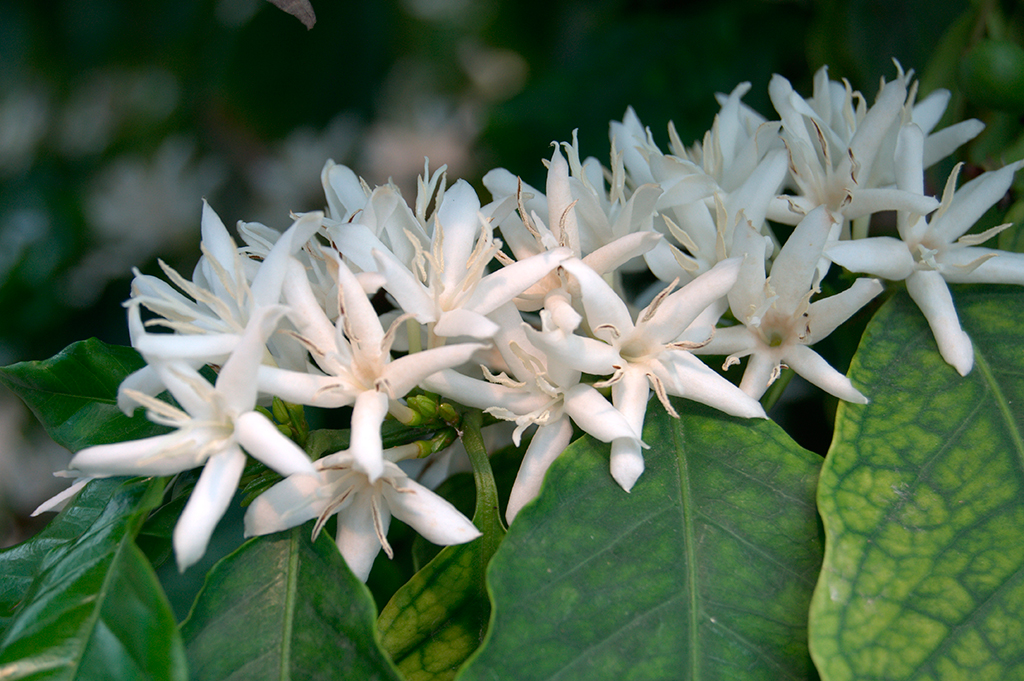 Imagen de cafetos (Coffea arabica) en plena floración en la 'Estufa do Café', cedida por el 'Jardim Botânico Tropical'. La deslumbrante belleza de estas flores y su delicada fragancia se pueden disfrutar en la época estival.