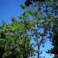 Fotografía de la copa de un Jacarandá del 'Campo dos Mártires da Pátria' tomada por sieteLisboas.