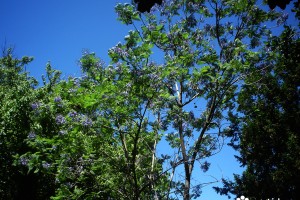 Los jacarandás de Lisboa